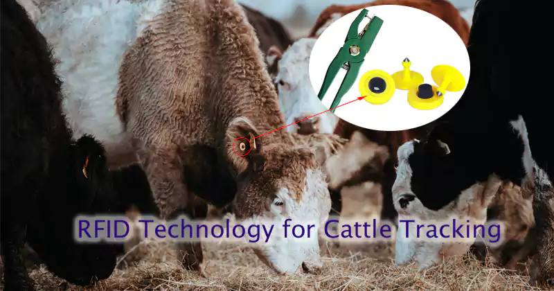 How to Use RFID Technology for Cattle Tracking - WXR