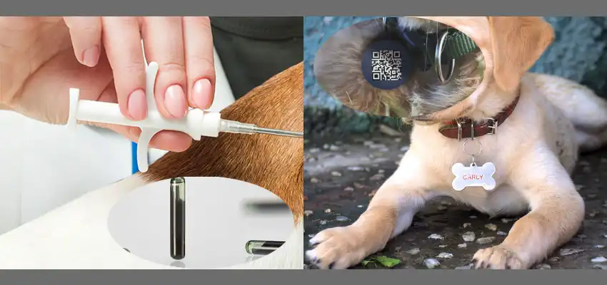 rfid animal tag vs traditional animal tag